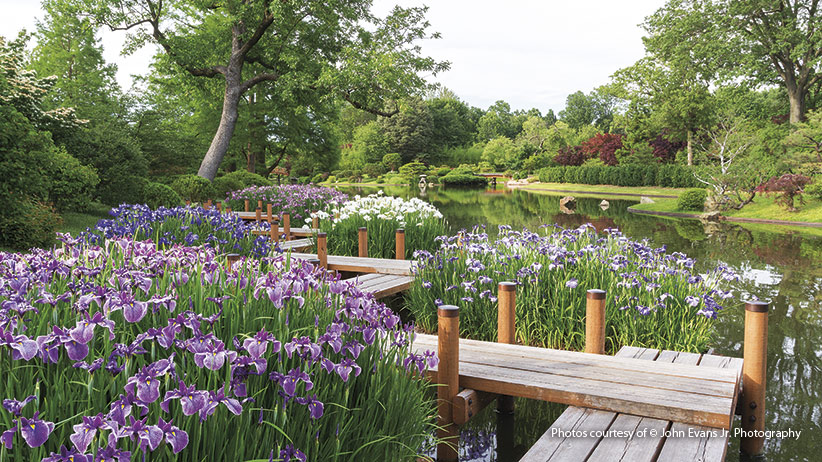 zig-zag bridge in Japanese garden: The zig zag bridge allows you to get out in the lake and explore different views.