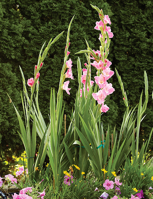 Staking Gladiolus Bloom Stalks: Bamboo stakes are an affordable way to keep these gladiolas standing tall as they grow. 