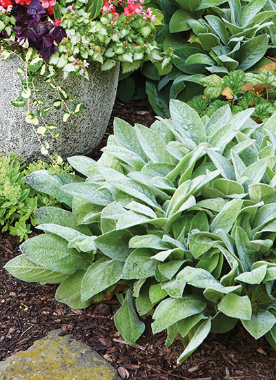 ‘Helen von Stein’ lamb’s ear (also sold as ‘Big Ears’) (Stachys byzantina)