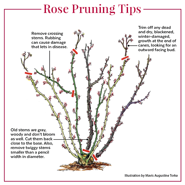 How to Prune Roses Watercolor illustration: This illustration shows basic tips on how to prune roses. 
