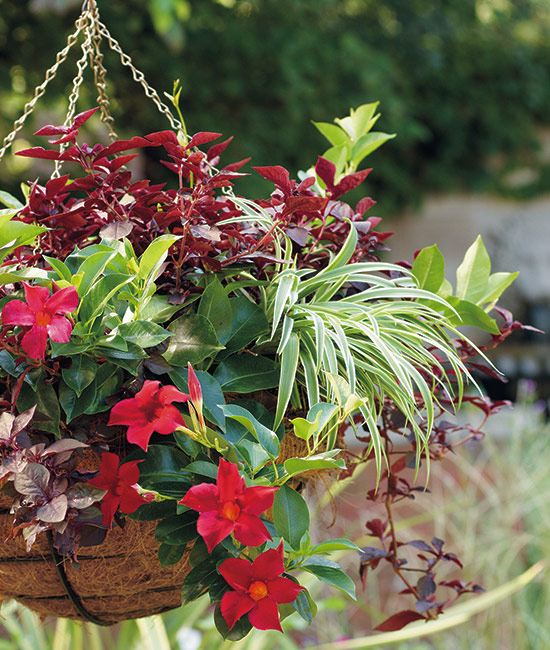 hanging planter with mandevilla: These plants can be wintered over indoors in a bright, sunny room. Trim them back if they become leggy and move outdoors again when temps are above 60 degrees consistently during the day.