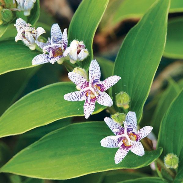 Toad lily: Toad lilies bloom in late summer to fall, sometimes much later than you might expect. 