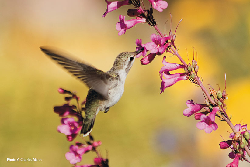 10-plants-attract-hummingbirds-Penstemon: Tall stems of Parry’s penstemon 
are covered with blooms starting in late winter and continuing through mid-spring.