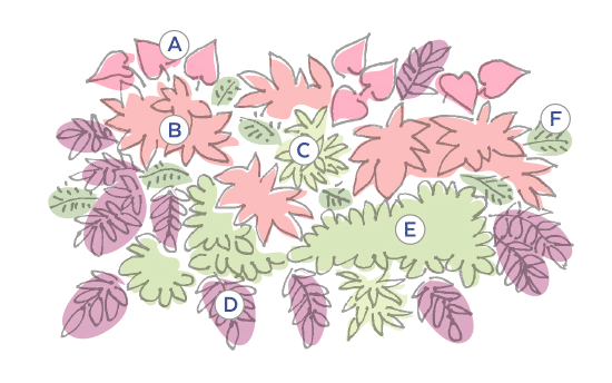 Stacey Toomey Container plan illustration: Illustrated planting plan for Stacey Toomey's windowbox.