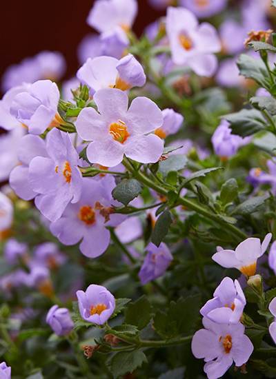 MegaCopa™ Sky Blue bacopa (Sutera cordata)