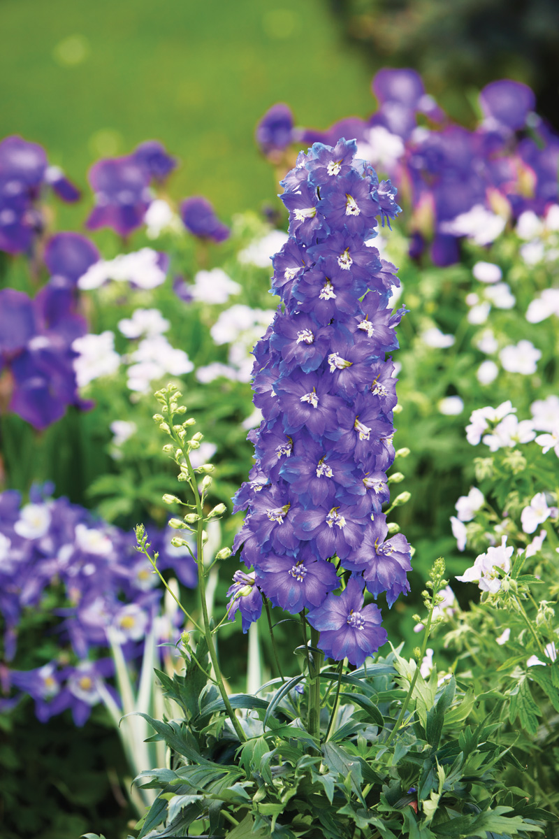 Violets are Blue Delphinium: Caption here