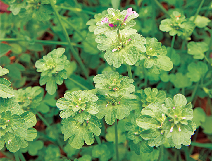 Henbit plant portrait: Henbit is a weed with pink to pale purple tubular flowers in spring.