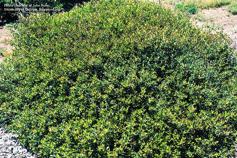 Bordeaux® dwarf Yaupon holly (Ilex vomitoria)