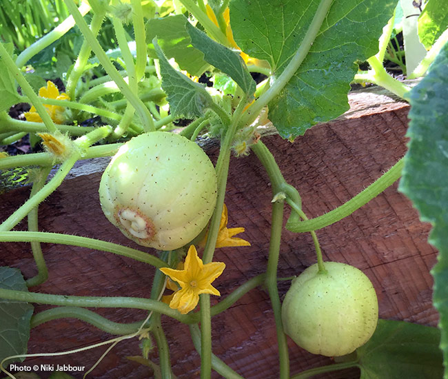 Niki Jabbour:今年可以在花园里种一些独特的黄瓜，尝试像“柠檬”这样的圆形黄瓜品种。