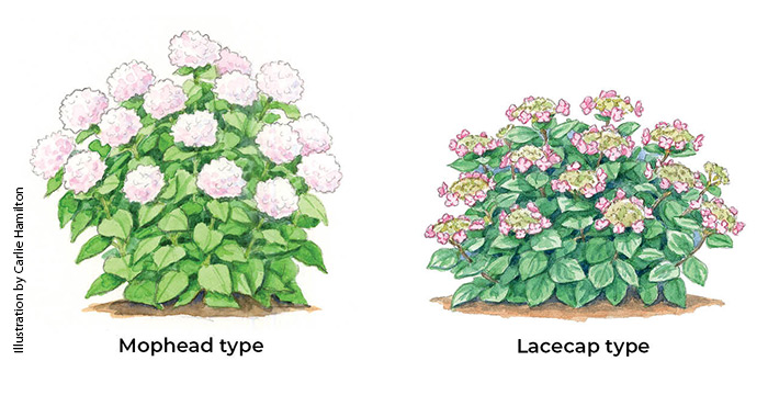 Mophead-lacecap-bigleaf-hydrangea-types