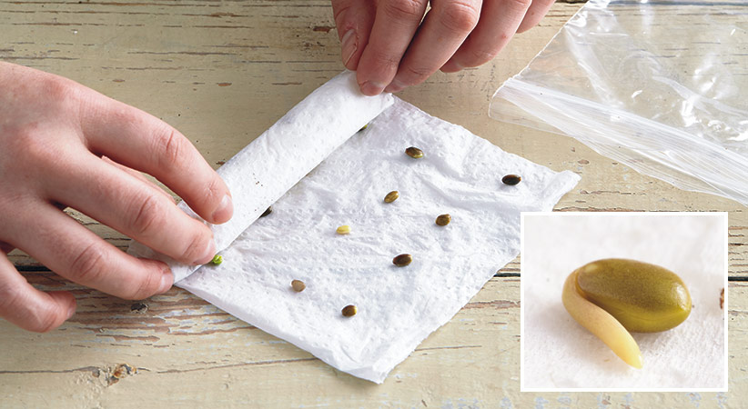 how-to-prechill-seeds--paper-towel-method: When using the paper towel method check every two to three days for seeds starting to germinate. Plant those that are sprouted, like the lupine seed in the inset photo, then remoisten the paper towel. Discard any with mold forming.