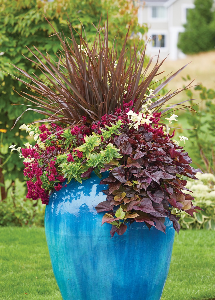 G2101 ProTips 02 - Tall: ‘Sweet Caroline Red’ sweet potato vine stays compact and doesn’t need trimming throughout the season as some varieties do.