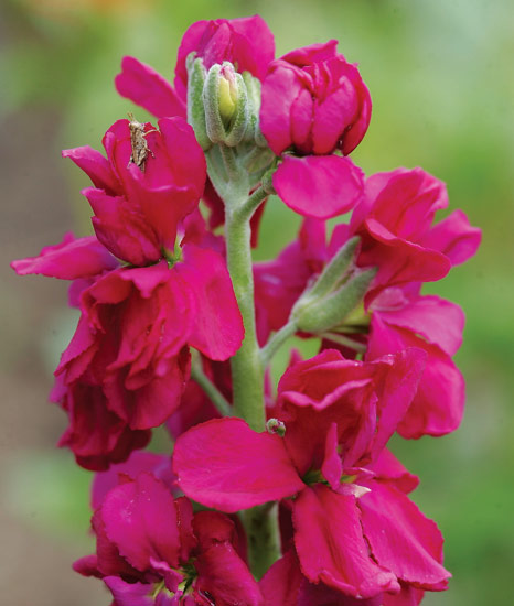 10 Fragrant Flowers for Your Garden | Garden Gate