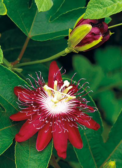 Passion flower (Passiflora ‘Lady Margaret’) 