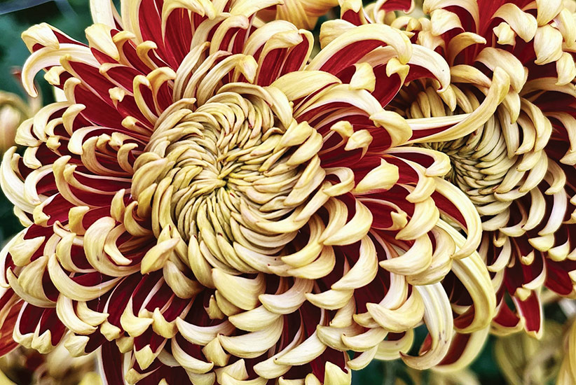 ‘Nijin Bigo’ heirloom mum (Chrysanthemum hybrid)