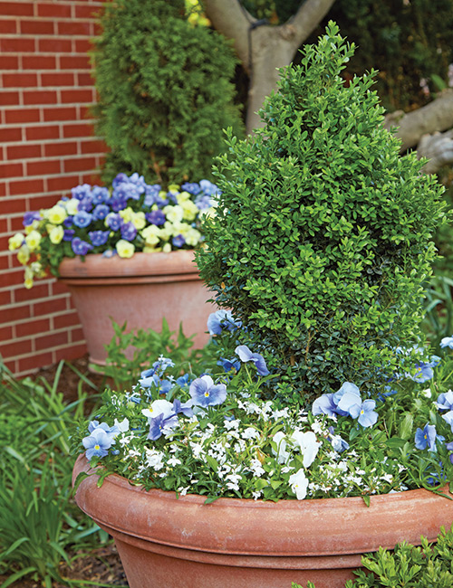  Container planting with pansies and Boxwood