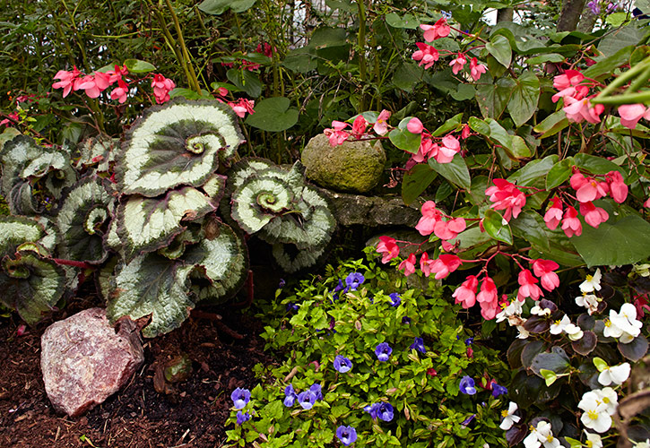 Rex begonia growing in a shade border with begonias: Nestled in among shade garden favorites, wishbone flower and wing begonia, the swirling pattern of 'Escargot' rex begonia provides an intriguing accent.