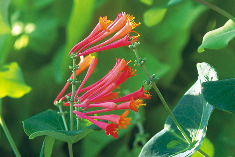 Trumpet honeysuckle (Lonicera sempervirens)