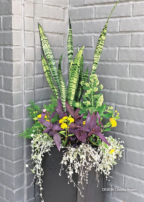 Claudia Hagen container challenge entry: Don't forget that houseplants make great container companions.