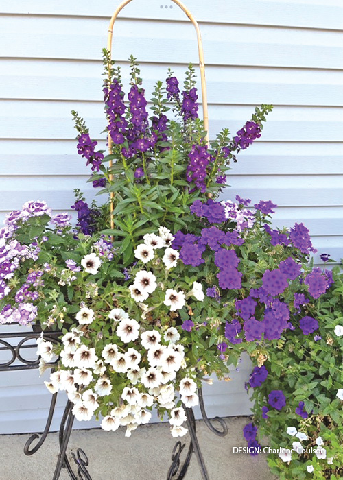 Charlene Coulson Container challenge entry: These tough plants handled the sun and heat on the south side of the house with ease.