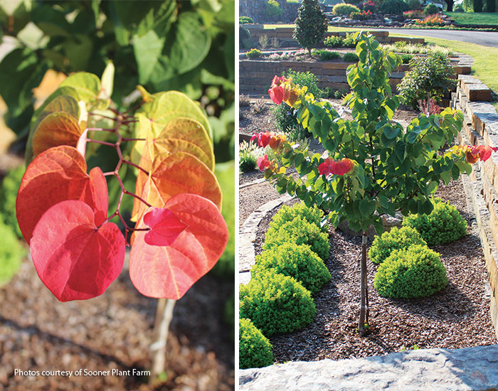 Hearts Afire redbud courtesy of Sooner Plant Farm: Hear-shaped leaves on Hearts A'fire redbud emergy burgundy, orange and gold and mature to red-green by summer for a stunning show!