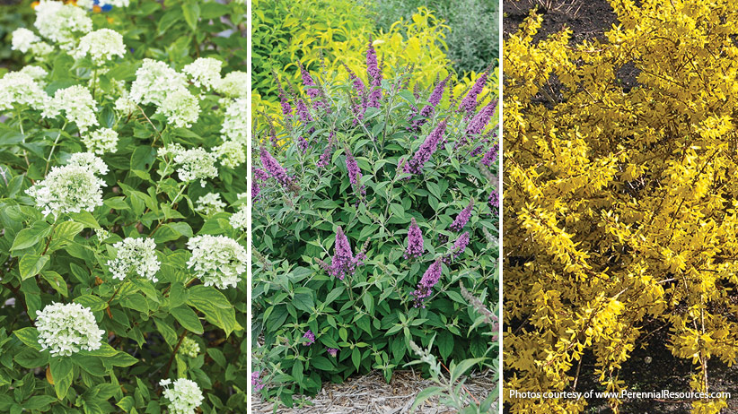 Small Flowering Shrubs With Big Impact, Small Colorful Bushes For Landscaping
