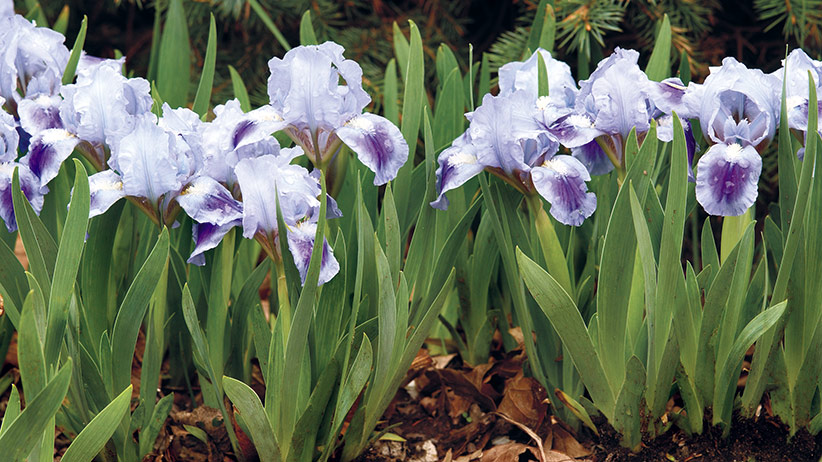 Image of Iris (bearded iris) perennial flower