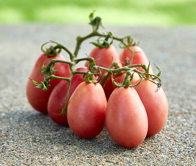 Fantastic-Tasting Pink Heirloom Tomatoes - FineGardening