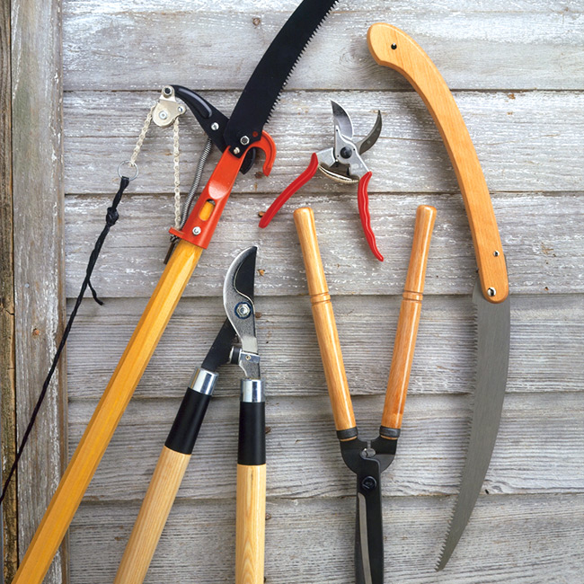 Must-Have Pruning Tools for Gardeners