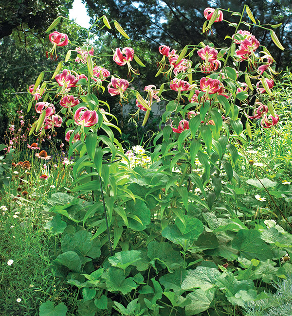 Staking tall lilies: To support single-stemmed plants like these lilies, try a stake made of heavy wire with a hoop at the top. This green support is barely visible amid the showy blooms.
