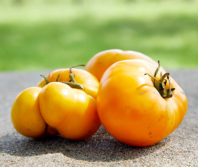 Tomato 'Yellow Brandywine' Heirloom (25 seeds) – Lily's Garden Store