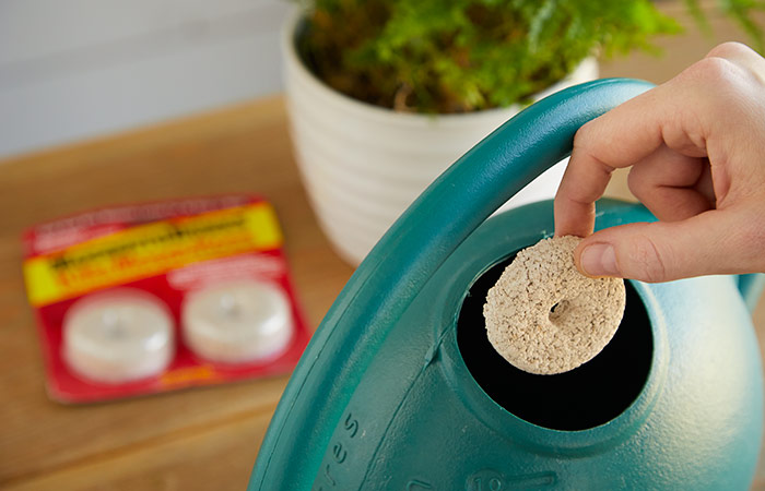 Mosquito dunk tablet being added to watering can:  Bt also controls mosquitos, so it is easy to find water soluble forms in garden centers and hardware stores.
