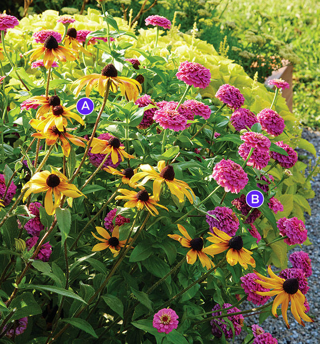 Summer plant combo zinnia and gloriosa daisy: This colorful flower duo of zinnia and glorosia daisy is perfect for sunny beds.