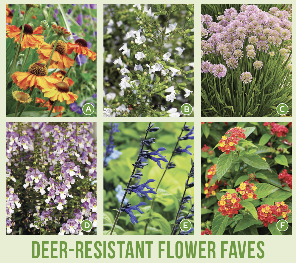 Deer-resistant flower faves from Ellen Goldfarb