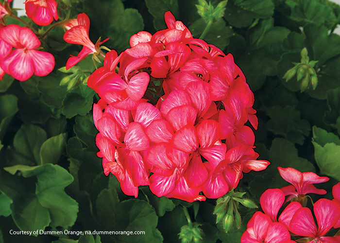 Geranium Glory Days Pink Bicolor ctsy Dummen Orange: This interspecific geranium is super heat-tolerant, so it will produce plenty of pretty pink and white blooms, even in summer.  