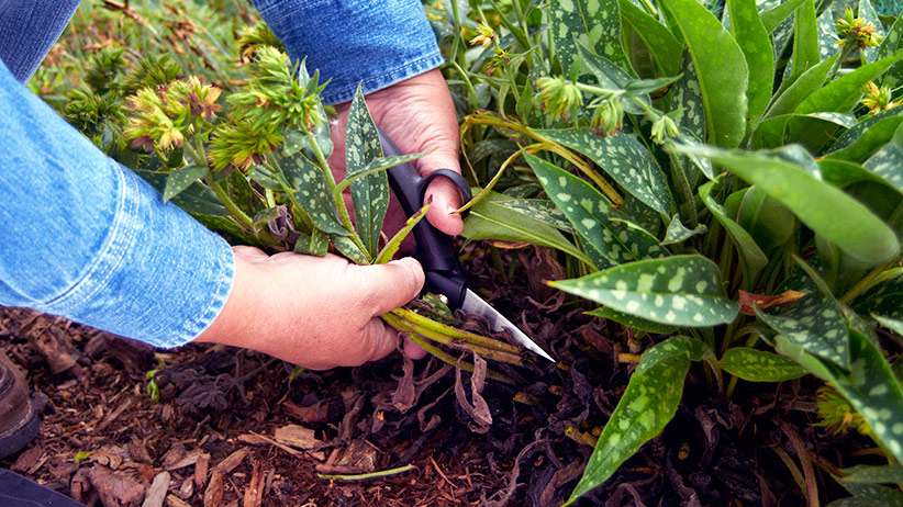 guide-to-deadheading-perennials-pv2r: As pulmonaria flowers fade, stems lean toward the ground. That's a good time to grab a handful and cut them off with scissors.