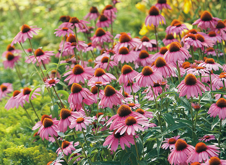 Coneflower Growing Guide Garden Gate