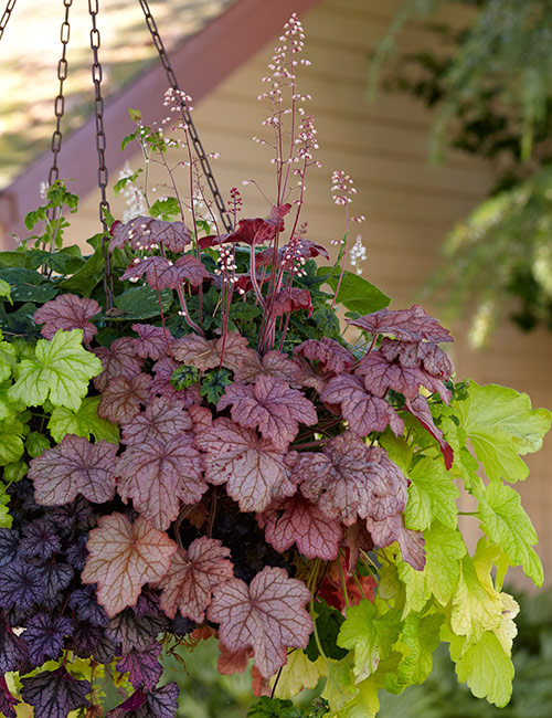 Hanging planter with Coral bells: Coral bells and heucherella come in a wide array of colors and patterns for endless combination possibilities. 