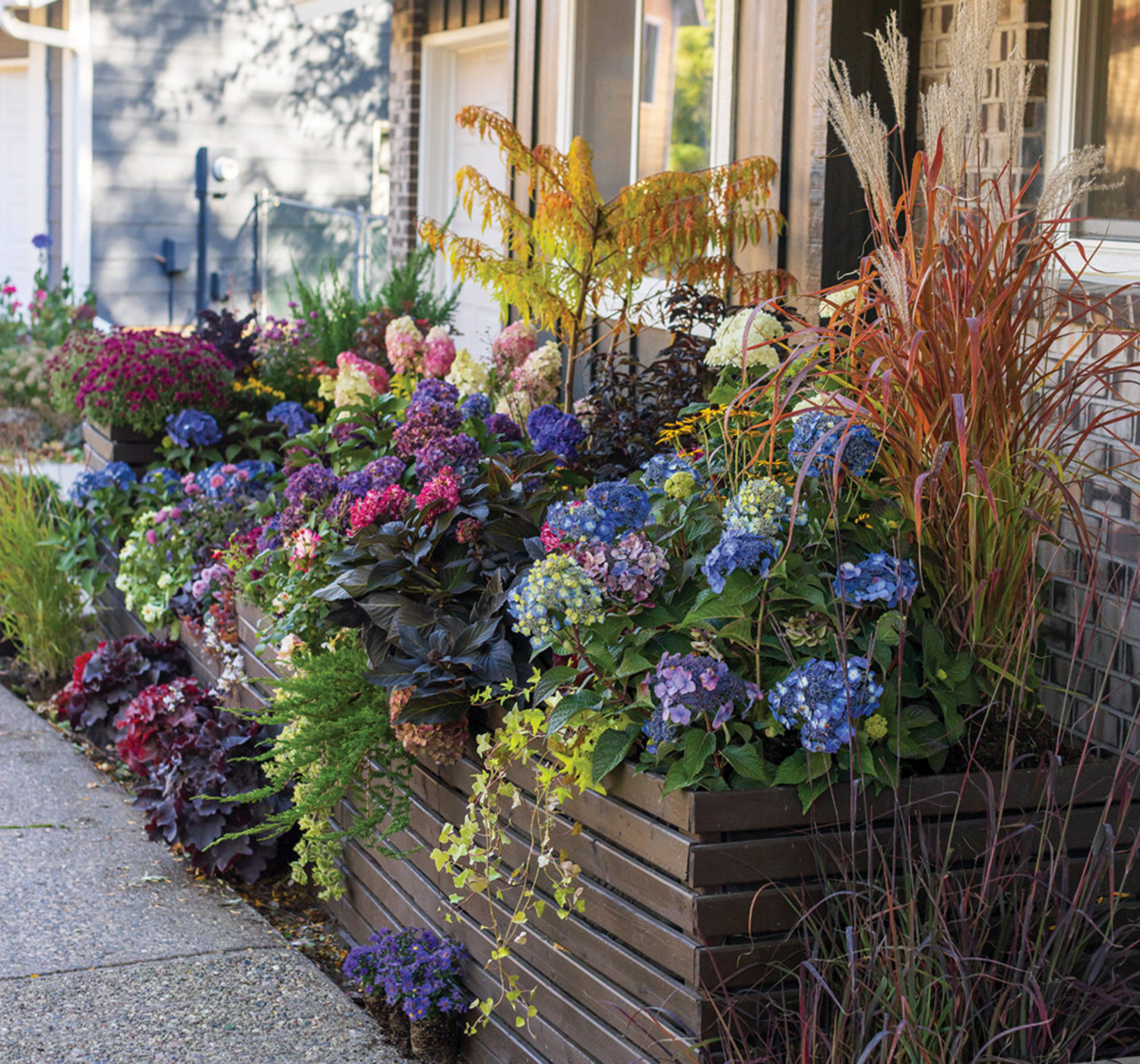 Before and After Curb Appeal hydrangea planter in fall photo by Tracy Walsh: This unique planter box is a raised bed, windowbox and foundation planting all in one. Photo by Tracy Walsh