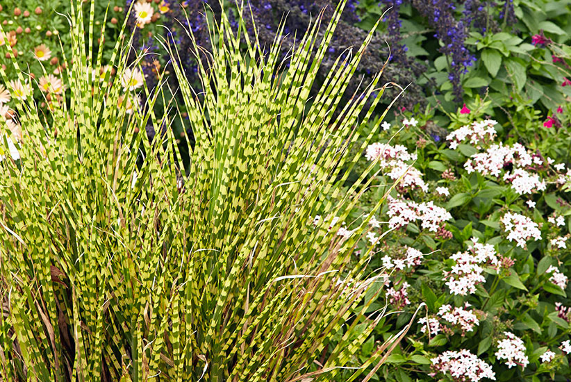 Maiden grass (Miscanthus sinensis ‘Gold Bar’)