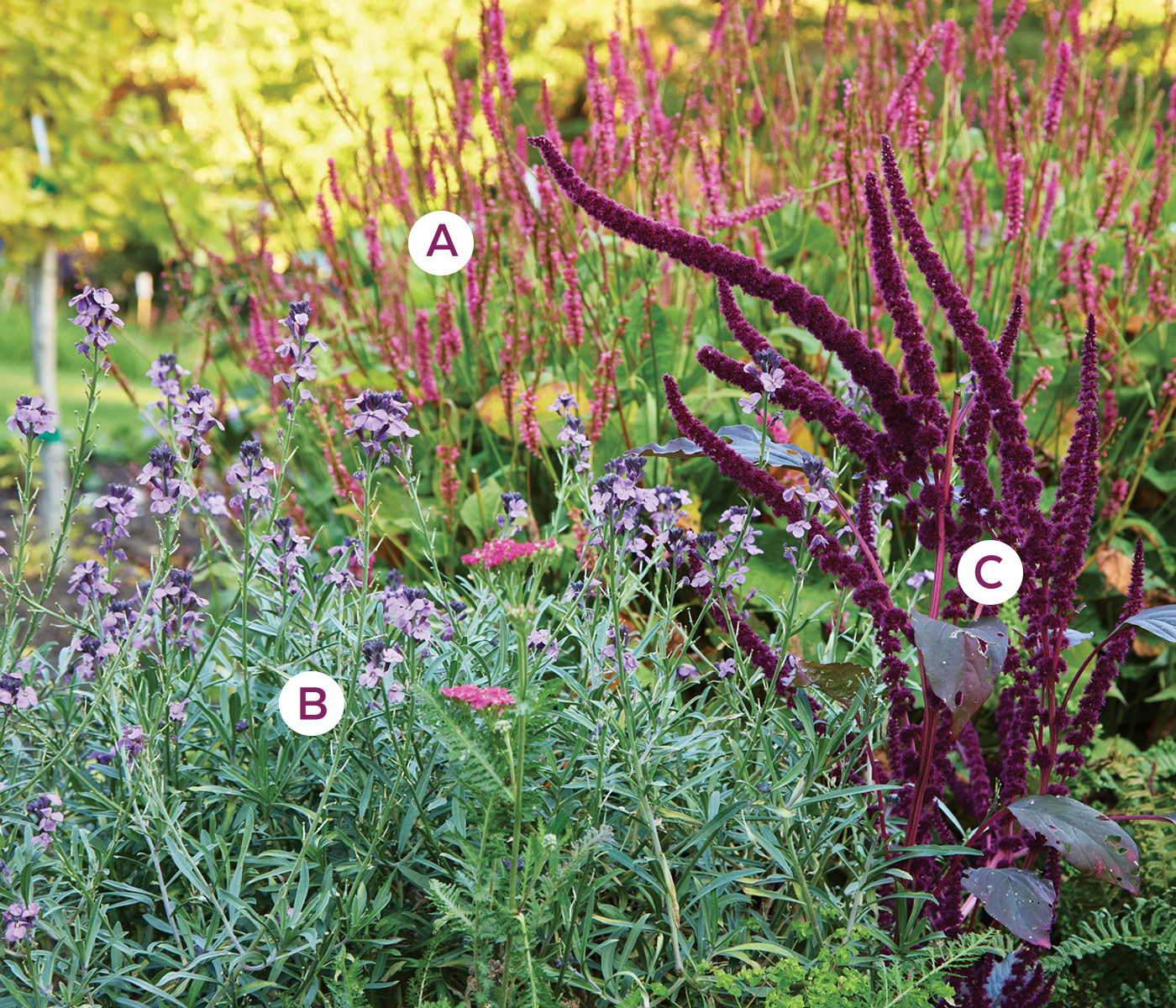 Amaranth and wallflower plant combination: This lively plant combination is punctuated by bold burgundy amaranth flower spikes that birds will also enjoy feeding on.