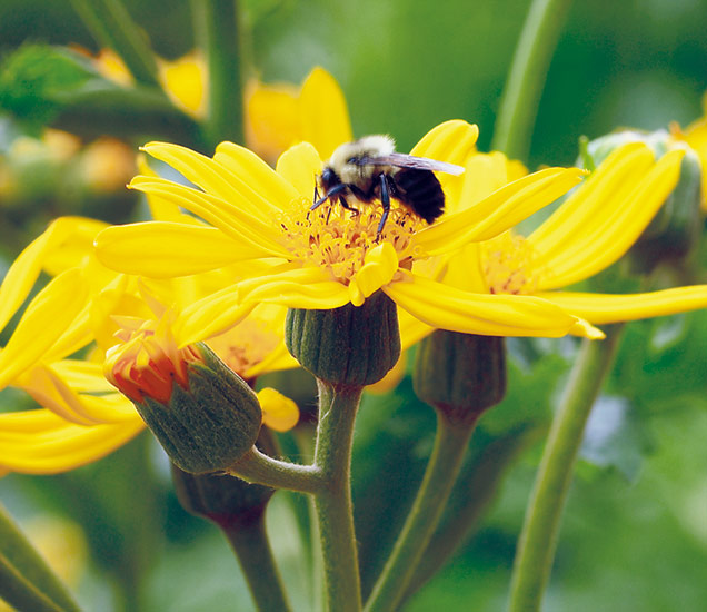 6 plants bees love | Garden Gate