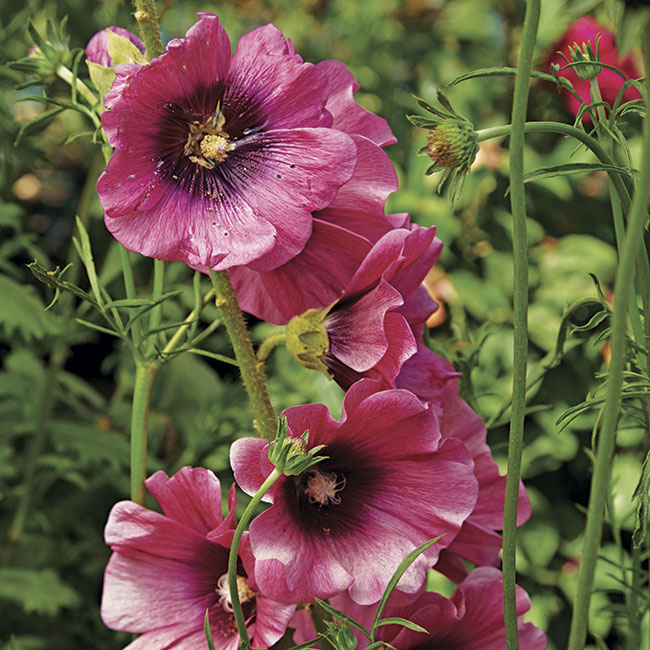 ‘Halo Cerise’ hollyhock flowers: ‘Halo Cerise’ hollyhock flowers