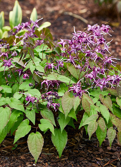 Epimedium (Epimedium spp. and hybrids) 