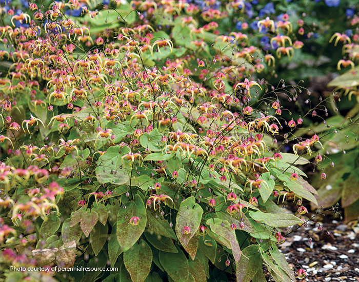 New Plant 2025 Dream Catcher epimedium walters gardens: Shade-loving 'Dream Catcher' epimedium has wiry stems and makes a good cut flower.