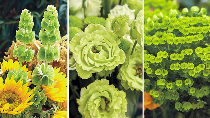 Plants with Red Flowers & Foliage