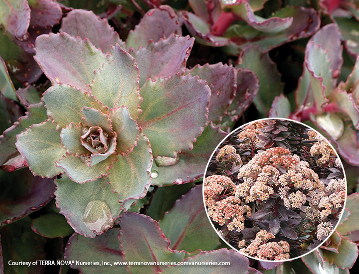 Sedum Mocha Magic courtesy of Terra Nova Nurseries: The colorful flowers and foliage of 'Mocha Magic' provide an all-season show. 