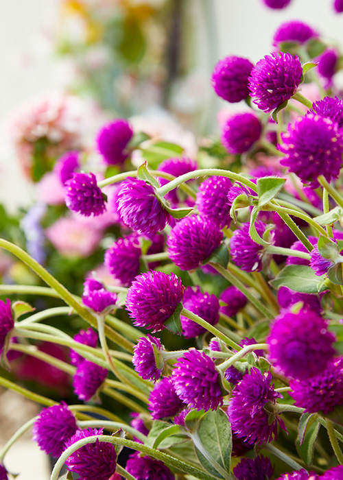 globe amaranth: It's the papery bracts of globe amaranth that provide the color. The tiny white to yellow true flowers are hard to see but show up in summer. 