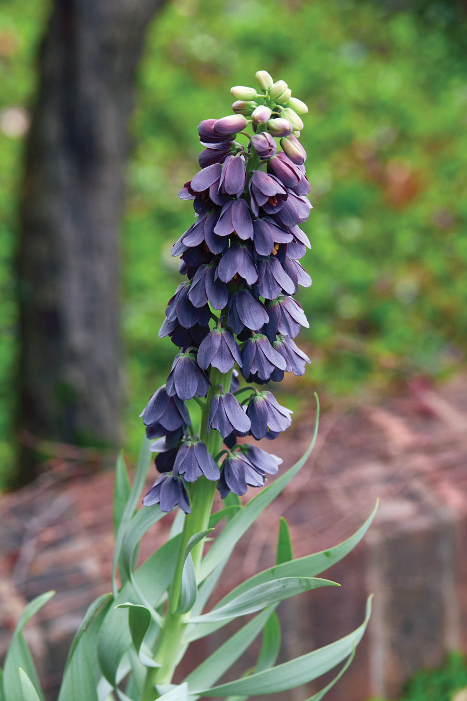 Dark purple Persicaria bloom spike: Persian lilies are among the oldest cultivated bulbs, with records dating back thousands of years. In some cultures, they were believed to ward off negative energy.