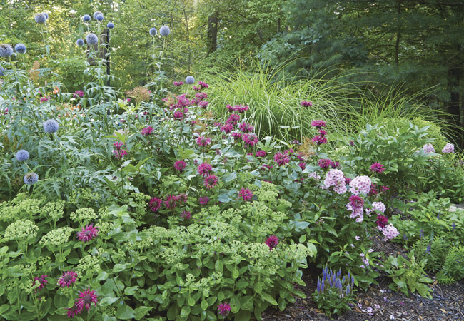 Jacobs Cline bee balm, globe thistle, sedum in a garden border: A single clump of this ‘Jacob Cline’ bee balm can spread rapidly and within a couple of years weave into other plants growing nearby.